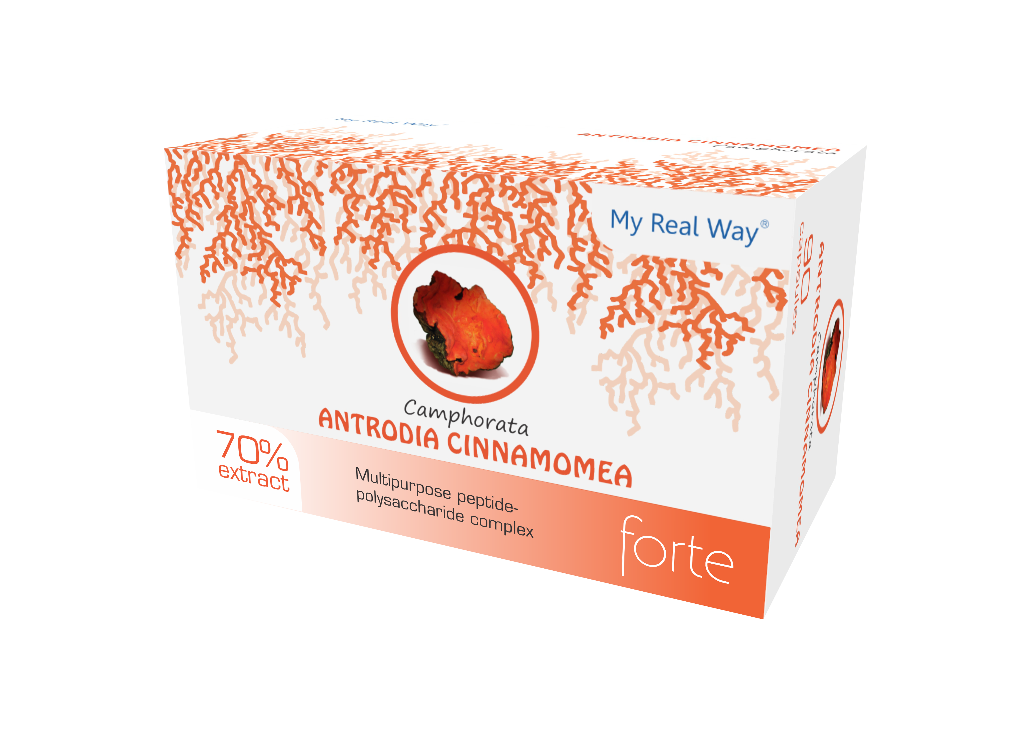 Antrodia Cinnamoma Camphorata